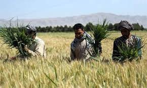 What is the main employment in Afghanistan? - Hadaf.af Blog Post